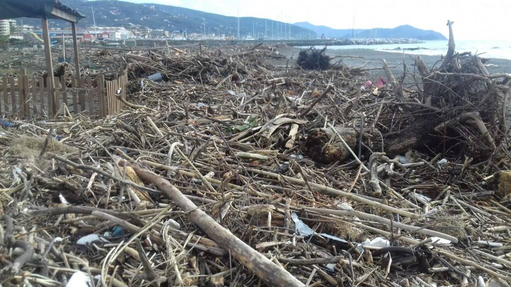 Legna trasportata dalla mareggiata a Lavagna.