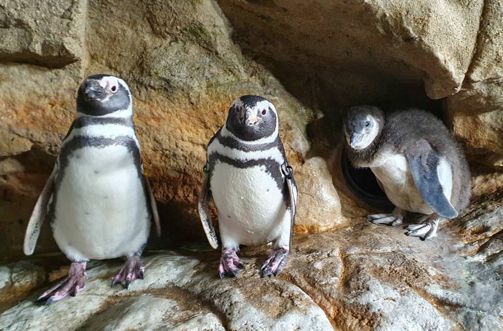 I neo nati pinguini dell'Acquario di Genova