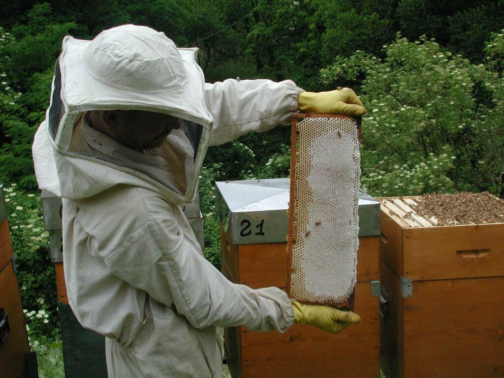 Un apicoltore ligure.