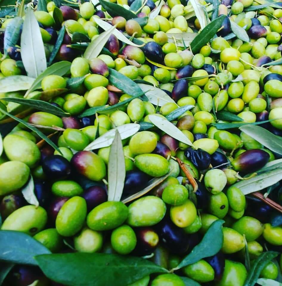 olive, olio, frantoi