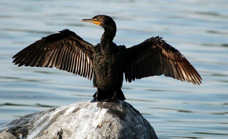 cormorano, caccia
