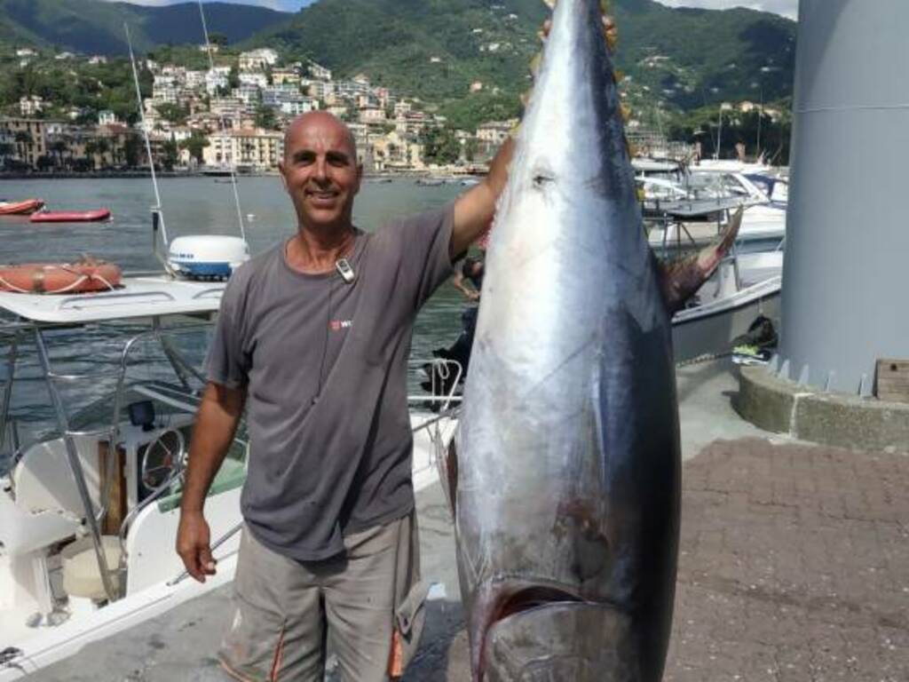 Splendida cattura di tonno rosso a Rapallo.