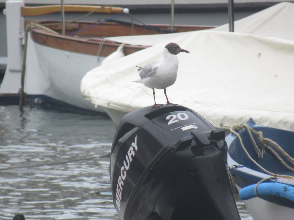 gabbiano a portofino