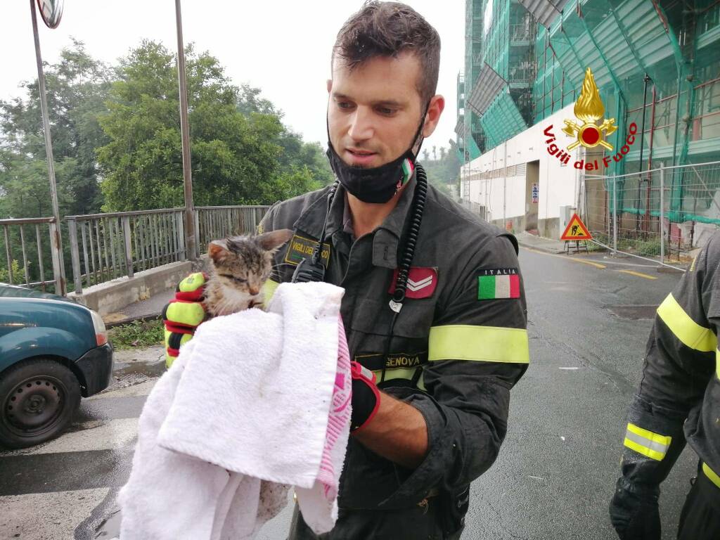 gatto salvato dai vigili del fuoco