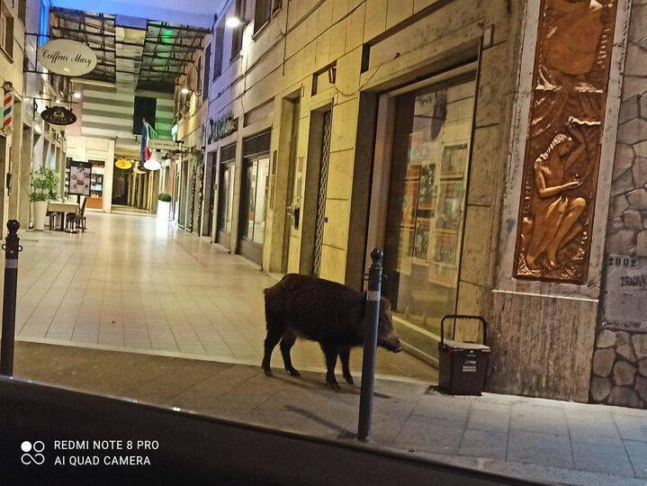 cinghiale a Rapallo (ph Mugugno Rapallo)