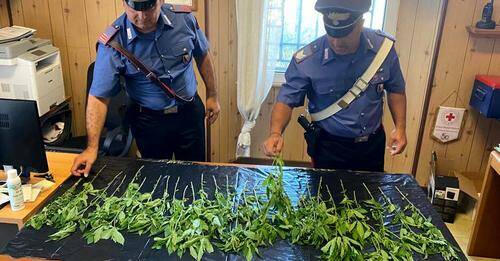 marijuana, carabinieri